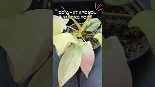 ExoticGardening.com - Ultimate Website for the Truly Obsessed Plant-A-Holic #gardening #rareplants