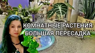 КОМНАТНЫЕ РАСТЕНИЯ.БОЛЬШАЯ  ПЕРЕСАДКА