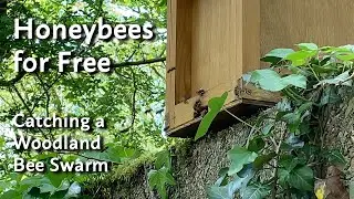 Catching a Woodland Bee Swarm / Honeybees for Free