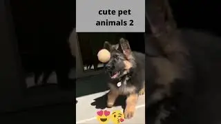cute pet animals 2