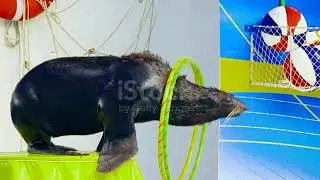 Animals Stock Videos and Royalty Free Footage   iStock