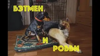Бэтмен и Робби