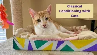 Classical conditioning with cats