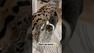 Вы это слышали ?🔫 считаю , высшая степень неуважения  к матери , которая горбатилась весь день 🤣