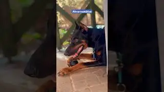 Malinois topunu Doberman’a kaptırırsa #doberman #malinois #dog #doglover #shorts