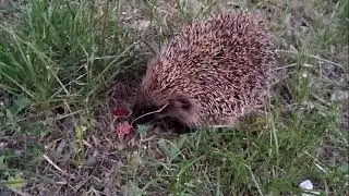 їїїї-жа-чооок!
