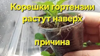 Why do hydrangea roots grow upward?
