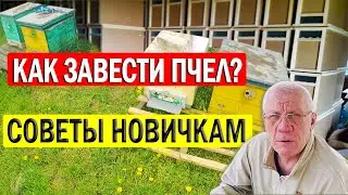 Почему пчелопакет лучше для начинающего пчеловода Как начать пасеку с нуля