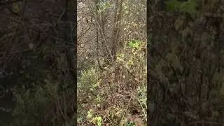 Норка