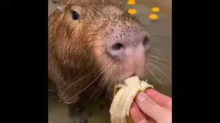 Ом ном ном☺#shorts #свинкаморская #животныемилые #топ