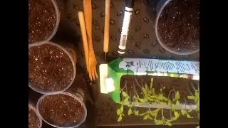 Пикирую томаты только так, и отличный урожай каждый год!