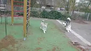 Маламуты и чёрки Чубака умница Атом лошара