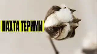 ПАХТА ТЕРИМИ