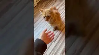 Вот такой кот😂 #немецкаяовчарка #собака #крысадамбо #животные #рыжийкот #смешныеживотные