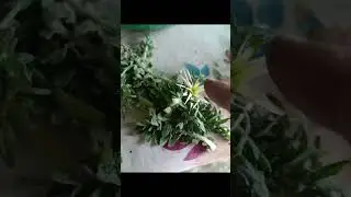 лекарства для псариаз