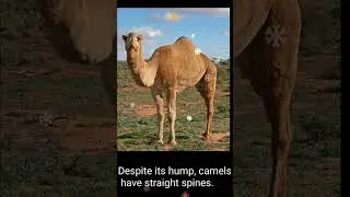 Facts that you probably didn’t know #shorts #short