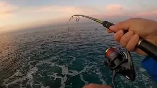 Barracuda live strike (Skaram) on Duo Tide Minnow Slim 175 Flyer