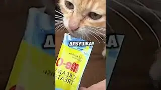 Девушка спасла котёнка🤣 #shorts #фильм #прикол #мем