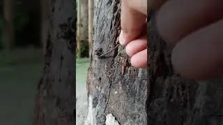 Insect or spider, I'm not sure