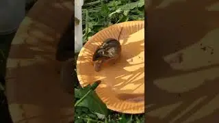 АйтиШашлык