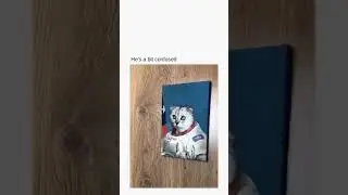 he's a bit confused🤣 #trending #viral #catshorts #funny #shorts #cat #nasa #funnyshorts #meme #memes