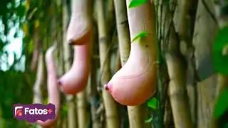 As Árvores, Plantas Mais Incomuns de todo o Mundo e frutas exóticas, algumas são brasileiras...