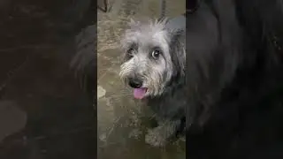 நம்ம யாரு வம்புக்கும் போறதில்ல 🤣 #trending #viral #dog #trendingshorts #viralshorts #shorts #video