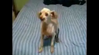 жалобы собаки