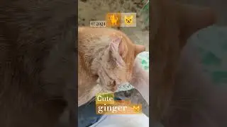 рыжий кот ласковый, cute cat, 🐈 😺 ginger pet animal shorts