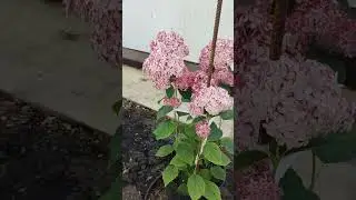 Древовидная гортензия Кандибеле Сорбет.
