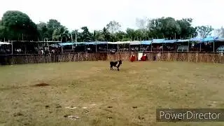 Corrida de promesas Jose María Morelos. T: El Rifles 21/12/19