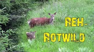 Reh- und Rotwild