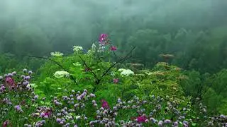Tibetische Schüsseln: Beruhigende Musik mit Regen und kleinen Vögeln für Meditation