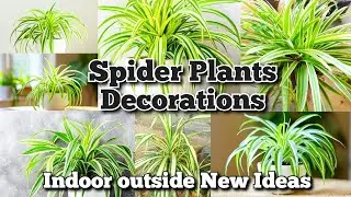 Spider Plants Decorations | Best indoor plants | outside plant Ideas