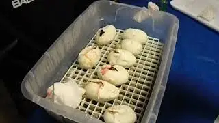 Opening first clutch!