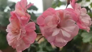 Пеларгония 💞 Ю-Марья Моревна