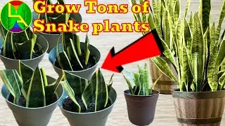How to multiply snake plant or sansevieria at home quick guide