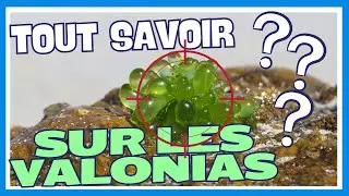 Tout savoir sur les Valonias et la lutte en aquarium marin et aquarium récifal