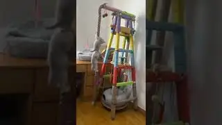 Русские коты скалолазы 2024 