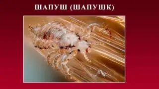 Канзи Шифо  - Чоқула, Шапуш (Шапушк), Шутур (Уштур)