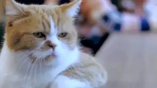 Space cat | Космический кот | HD 1080p