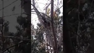 Белочка))))