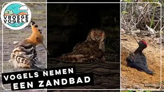 Ook deze vogels nemen een zandbad | Zelf Geschoten | Vroege Vogels
