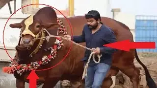 TOP 10 BIGGEST BULLS IN THE WORLD ✔