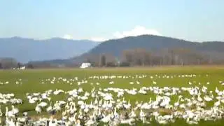 Geese Skagit Valley