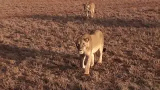 Kenya Safari really close lions