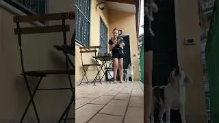 Quando ti chiedono: cane o gatto?