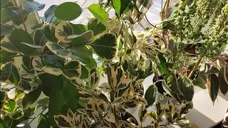 Комнатные цветы. Окно на кухне.