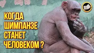 Can chimpanzees become a human?