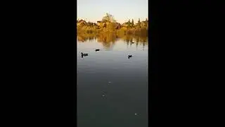 УТЯТА ПЛАВАЮТ